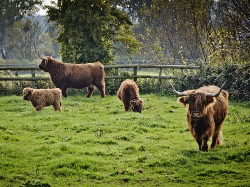 Eckington Manor Farm Bulls